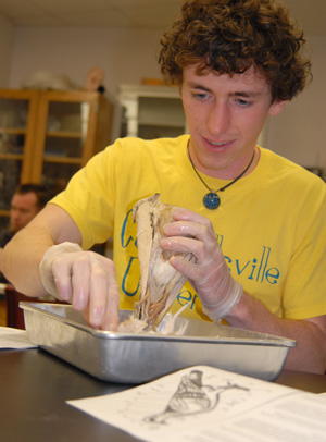 Andrew McNeill dissects a bird in ornithology    class. He plans on trying out internships in    biology before he pursues a master's in biology.    (Campbellsville University Photo by Piao Yu)