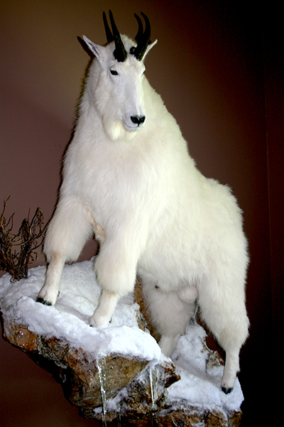 The most prized trophy, the rare Snow White  Mountain Goat, hangs on their wall at home. (Photo  by Renee Clinard-Pyles)