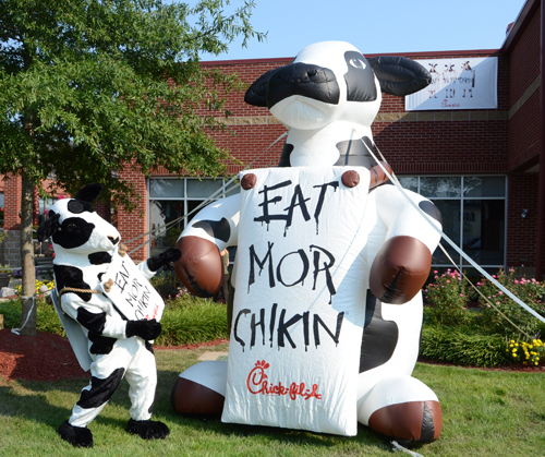 Two Chick-fil-A cows helped kick off the opening of the  Campbellsville  University Chick-fil-A Express restaurant at CU 